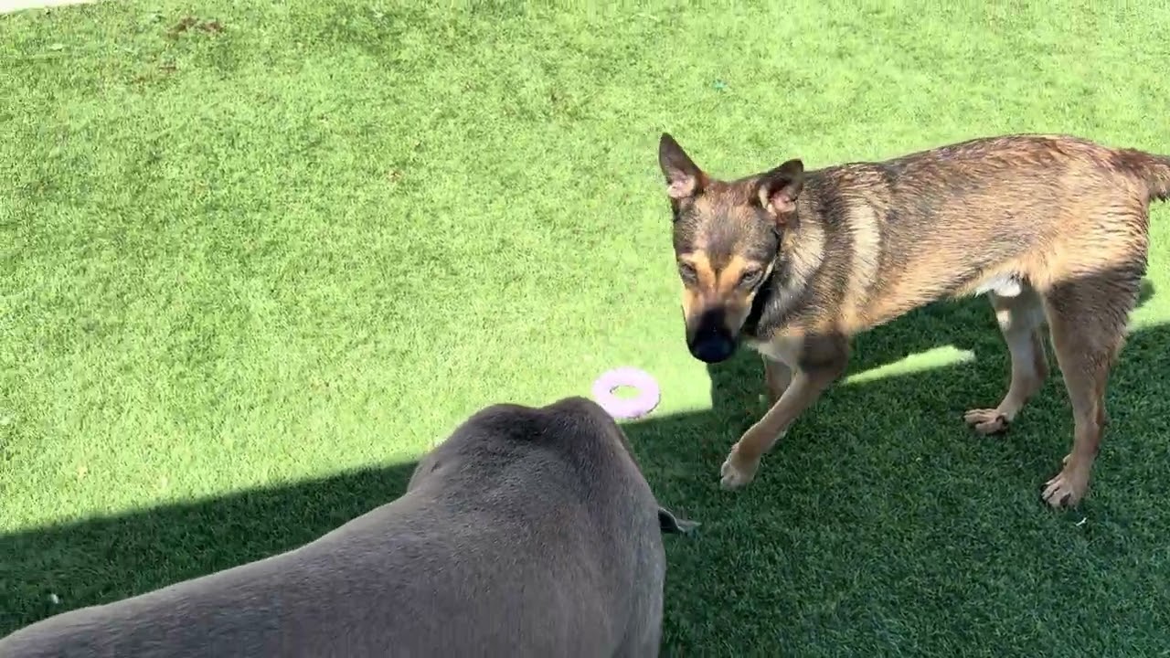 Avalon, a ADOPTABLE mixed breed in Wasco, CA video 6/6