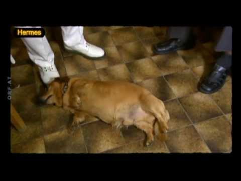 Die 10.000 wichtigsten ÖsterreicherInnen - Mastodonmahlzahnbesitzer