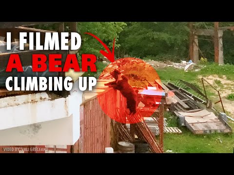 Ich habe einen Bären beim Klettern in Predeal gefilmt