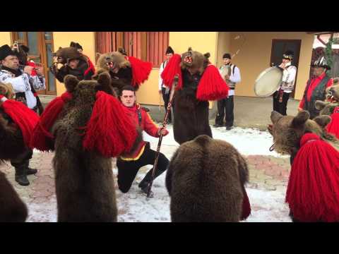 Ursul din Laloaia la Preluci 29 December 2014