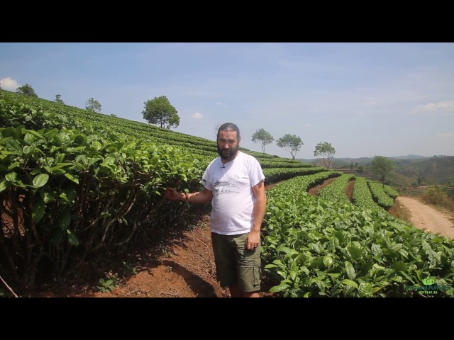 Город Пуэр. Чайные плантации. Puer City. Tea Plantations.
