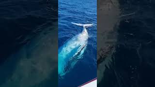 Sydney's Best Whale Watching Experience with Captain Cook Cruises