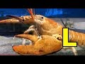 ALPHABET ANIMALS PHONICS ALPHABET SONG Part 36