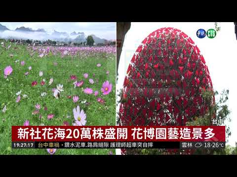 台中新社花海12月登場 主打"花多"!