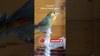 Download lagu Suara burung Robin gacor buat isian dan pancingan burung macet bunyi #kicaumania #kicaumania mp3 Download lagu Suara burung Robin gacor buat isian dan pancingan burung macet bunyi #kicaumania #kicaumania mp3