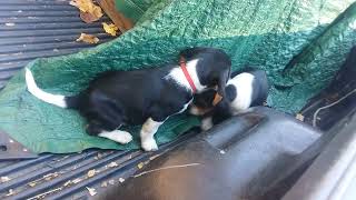 Beagle Puppies Videos