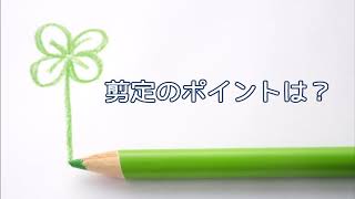 ヒイラギ 柊 の剪定方法 加須市の植木屋 中島造園