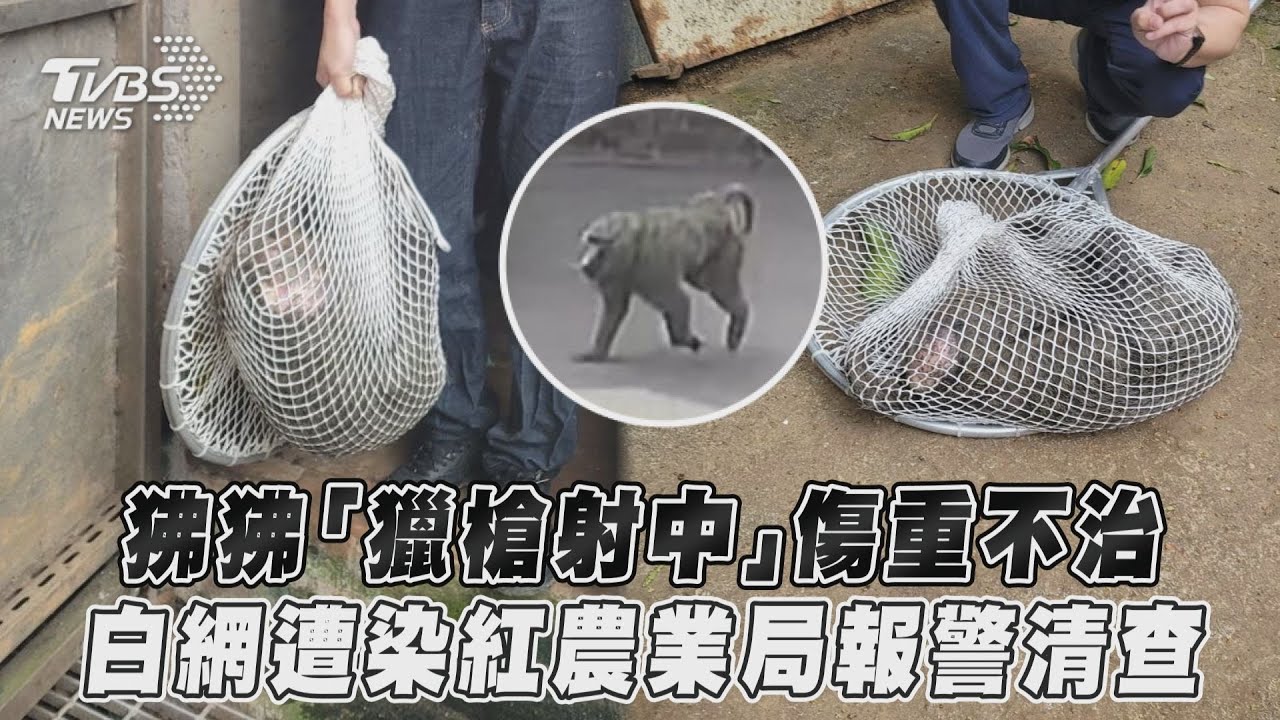 狒狒被捕後死亡!是誰用獵槍打中的 農業局要報警清查