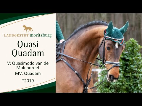 QUASI QUADAM v. Quasimodo van de Molendreef - Quadam