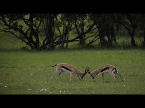 [Animal World] Two Gazelles Brutal Fight For Territory And Hololive Waifus