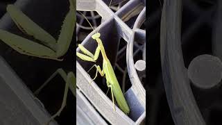 Praying Mantis Jumps on my phone lol #prayingmantis