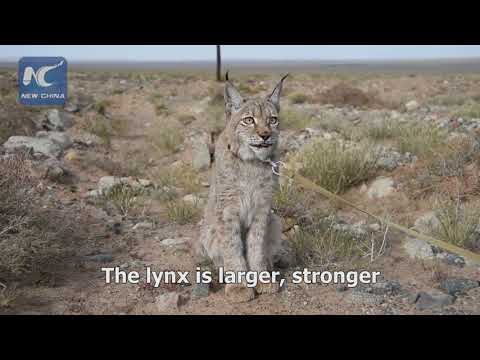 Baby lynx in NW China