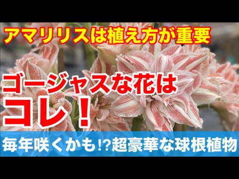 クリスマスにアマリリスを再び咲かせるにはどうすればよいですか?内に秘められた計り知れない美しさ  庭園