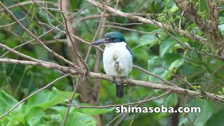 石垣島の光の三原色(動画あり)