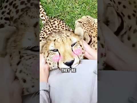 Why Cheetahs Are Basically Turbocharged House Cats #animals #cheetah #cute