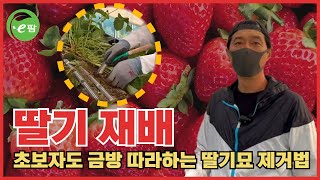 딸기 재배 마무리!!! 이제 딸기묘 제거해야합니다!! 그 방법은?? 쉽다...