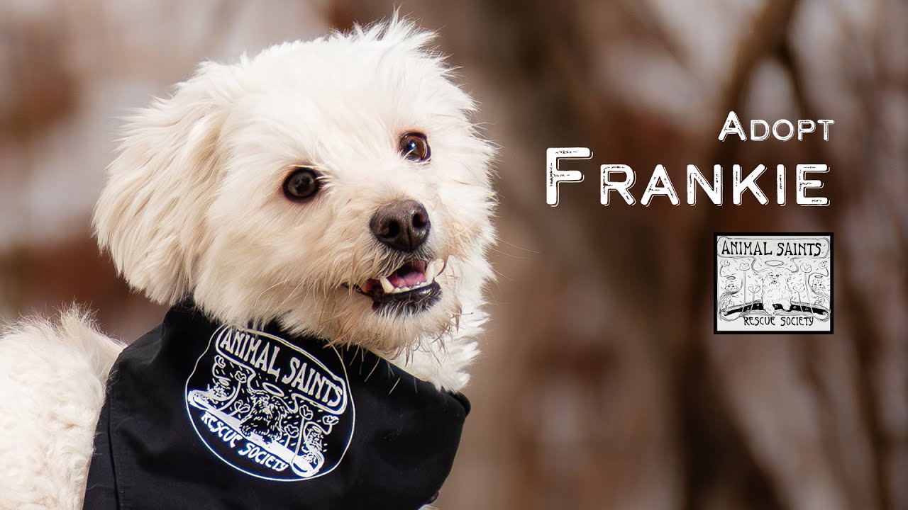 Enlarge Frankie, a Adoptable mixed breed in Fort Montgomery, NY video 6/6