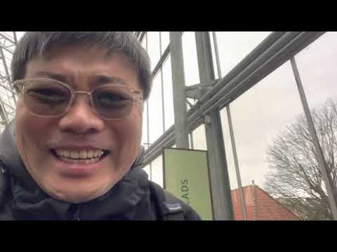 オランダの菩提樹 植物