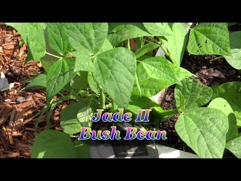 download lagu mp3 mp4 Jade Ii Green Beans, download lagu Jade Ii Green Beans gratis, unduh video klip Jade Ii Green Beans