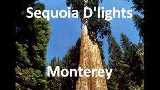 preview picture of video 'Sequoia D'lights - Monterey'
