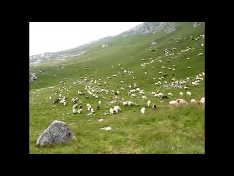 Fotis Trasias,   Tumbe, Tumbe,