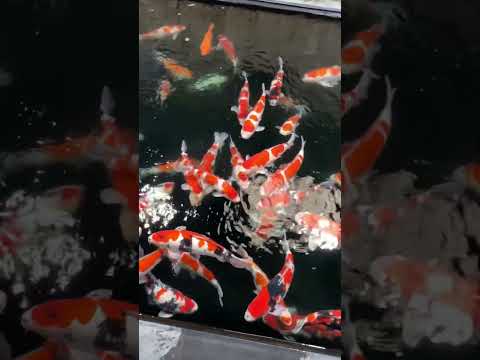 A lot of go sanke koi fish from above some stunning koi #fish #shorts #fish #quality #ponds