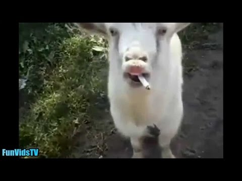 Compilation de chèvres drôles - vidéo drôle