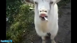 Compilation de chèvres drôles - vidéo drôle