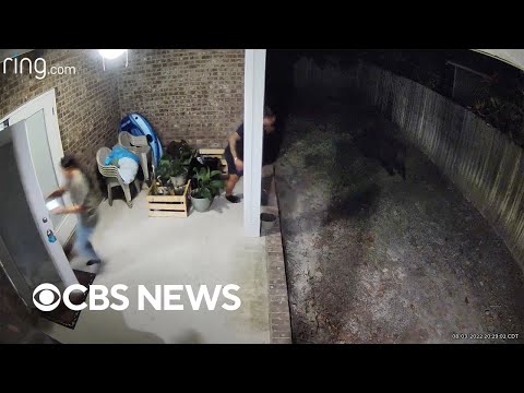 Quick-thinking dad springs into action to save dog being chased by a bear in Florida