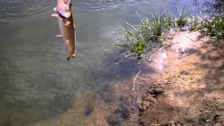 preview picture of video 'Trout Fishing - Tammen Park, Blue Ridge, GA'