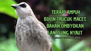 Download lagu Trucukan GACOR ngalas ROPEL PANJANG suara alam AMPUH buat pancingan jadikan trucuk Gacor GARUDA mp3