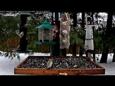 Drove of Redpolls Interrupted by Pine Grosbeak – Jan. 23, 2017