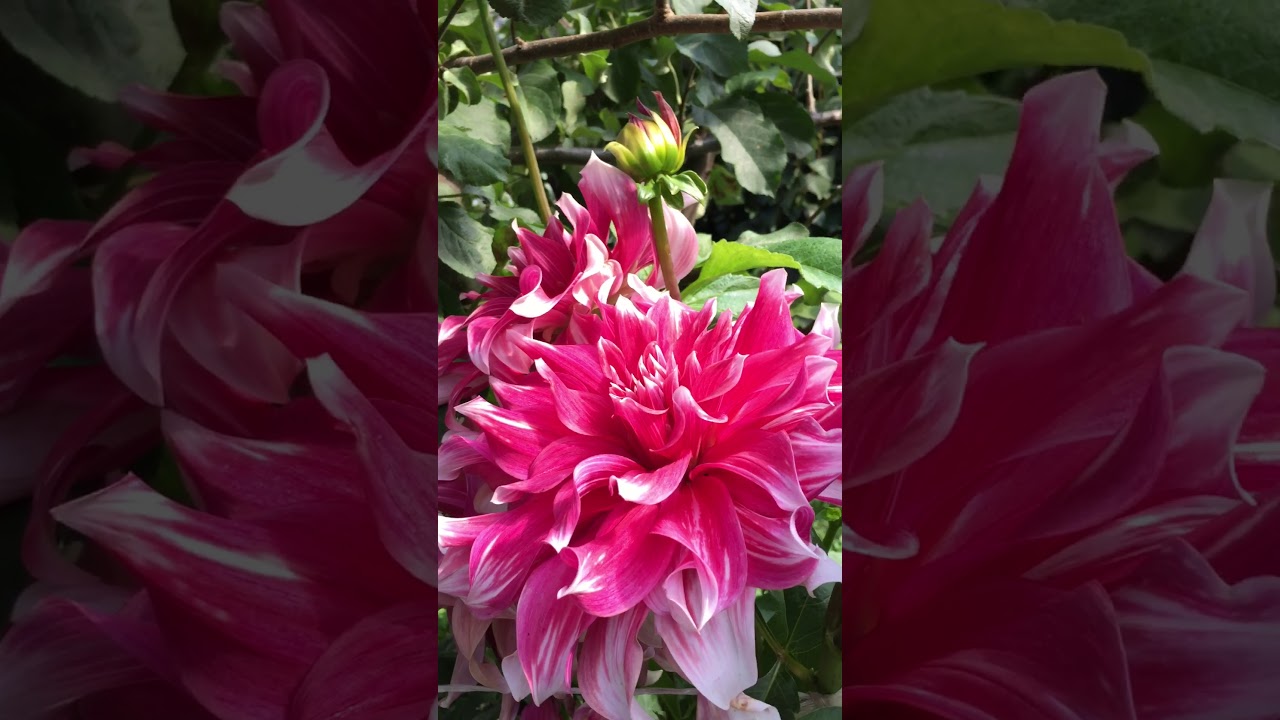 My dinner plate dahlia frost nip