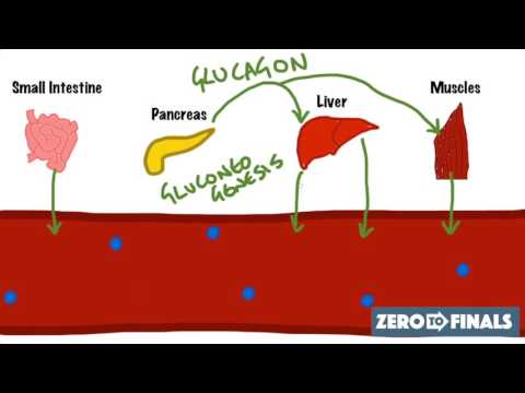 Blood Glucose Regulation and Diabetes