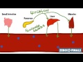 Blood Glucose Regulation And Diabetes