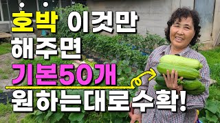 호박 이렇게 하면 원하는대로 주렁주렁 수확할 수 있습니다 - pumpkin harvest