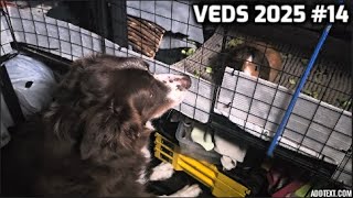 No Video Today, Only Dog.