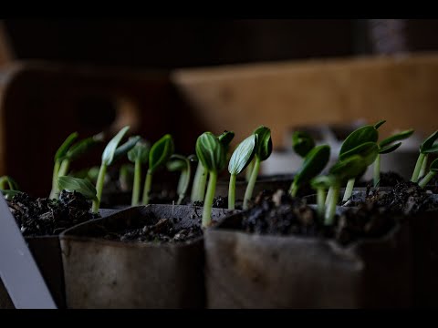 , title : 'Cucumber seedlings in 3 days/Răsaduri de castraveți în 3 zile, și folosirea mușchiului ca mulci'