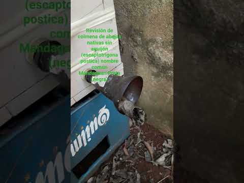 #abelhas #Meliponicultura #Misiones#CampoViera #Naturaleza @Melnoquintal  #abejanativas#conservación