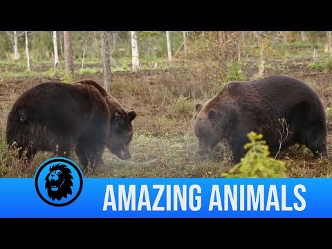 Intense bear fight caught on camera and more wild encounters | Amazing Animals