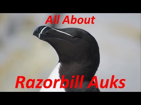 image-How many species of auk are there?