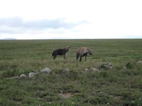 Hyena mating break
