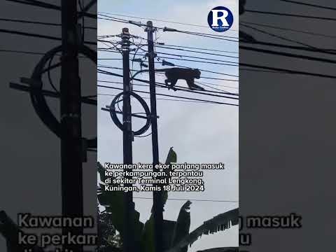 Monyet Turun Gunung di Kuningan