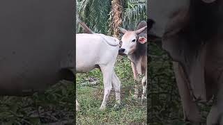 Download lagu sapi kawin#cow #angonsapi #shortvideo #shortsvideo #calves #cattle #lembu#sapilucu#short #shorts mp3 Download lagu sapi kawin#cow #angonsapi #shortvideo #shortsvideo #calves #cattle #lembu#sapilucu#short #shorts mp3