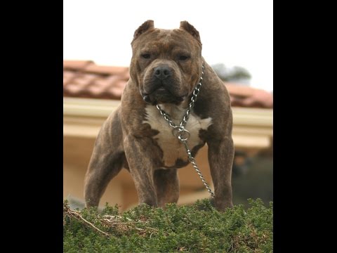 Vulgo Pitbull - Pump feat. Husky Lion