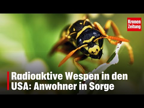 Radioaktive Wespen in den USA | krone.tv NEWS