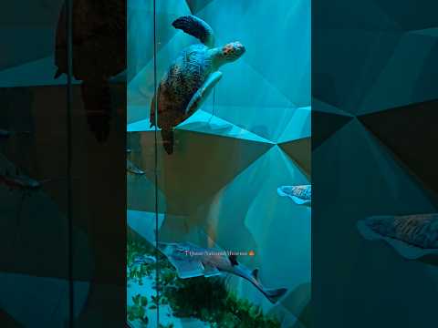 Inside the Stunning National Museum of Qatar#indianinqatar#qatarvlogger#minivlog#ytshort#ashortaday