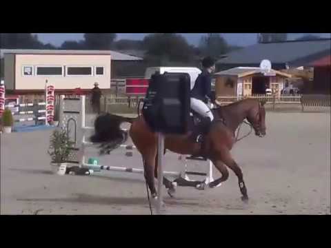 Gelding by Conway II - Corofino *2012
