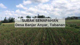 Download lagu Subak Senapahan Tabanan Bali mp3