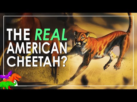 The Real American Cheetah | New Remains from the Grand Canyon Reveal New Life History